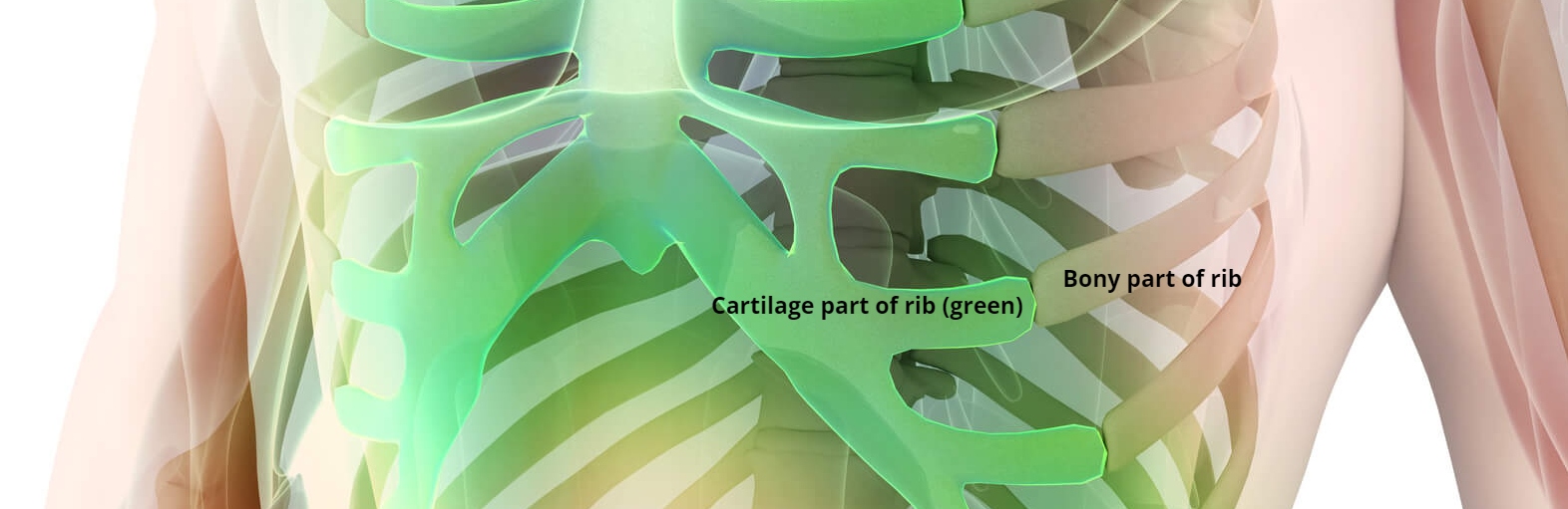 Osteopathic News on Pain in the ribs and breastbone can be scary!